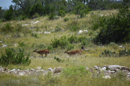 Axis Deer in the wildの写真素材