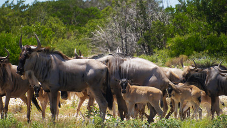 Wildebeest Herdの写真素材
