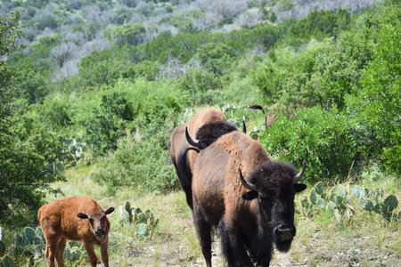 Bison Photographyの写真素材