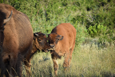 Close up of two bison calvesの写真素材