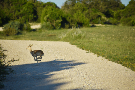 Black Buck Antelope Doe Running in the Wildの写真素材