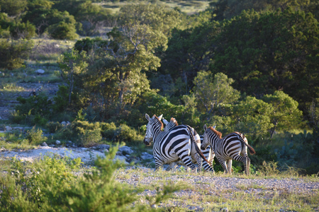 Zebra Running In The Wildの写真素材