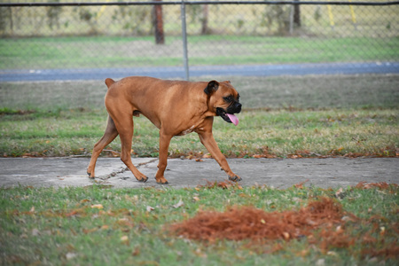 close up of a boxer breed dogの写真素材