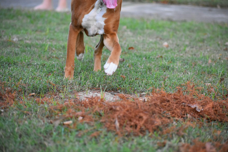 close up of dogs pawsの写真素材