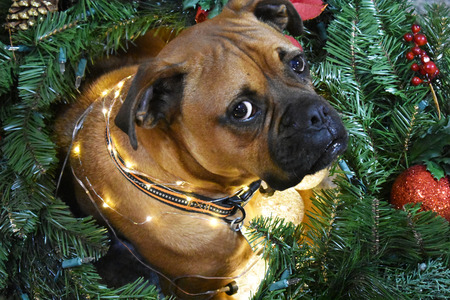 Boxer breed dog Christmas portrait wearing a wreathの写真素材