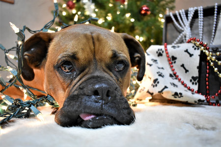 Boxer breed dog wrapped in lights for a Christmas portraitの写真素材