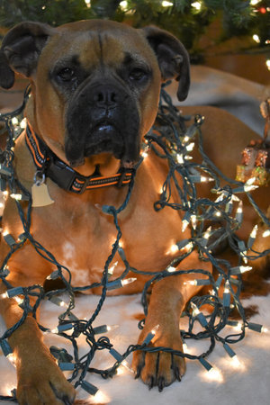 Boxer breed dog wrapped in lights for Christmas portraitの写真素材