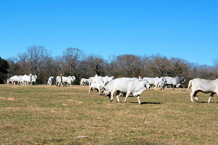 Herd of Brahma cowsの写真素材