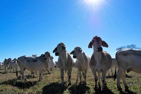 Brahma cow close up with the sun shining in the backgroundの写真素材