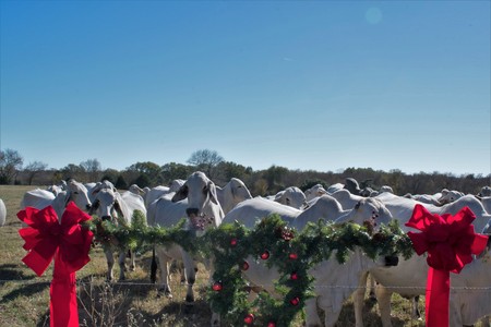 Christmas portrait of Brahma cowsの写真素材