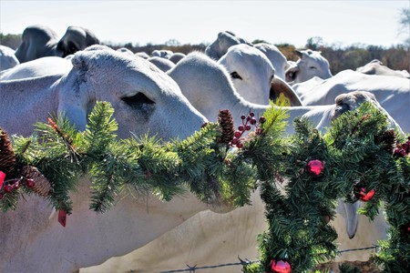 Brahma Cow Christmas Portraitの写真素材