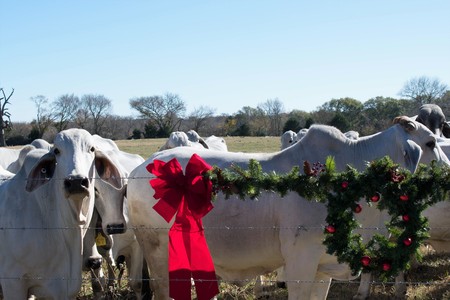 Brahma Cow Christmas Portraitの写真素材
