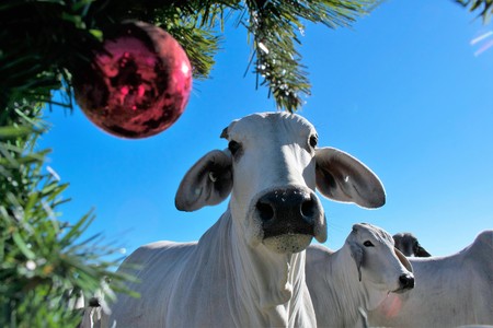 Brahma Cow Christmas Portraitのeditorial素材