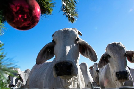 Brahma Cow Christmas Portraitのeditorial素材