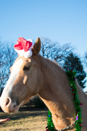portrait of a horse at Christmasの写真素材