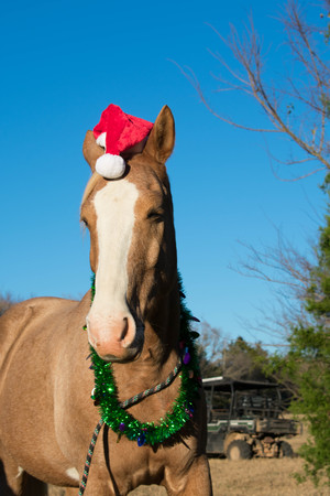 portrait of a horse at Christmasの写真素材