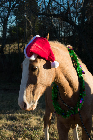 portrait of a horse at Christmasの写真素材
