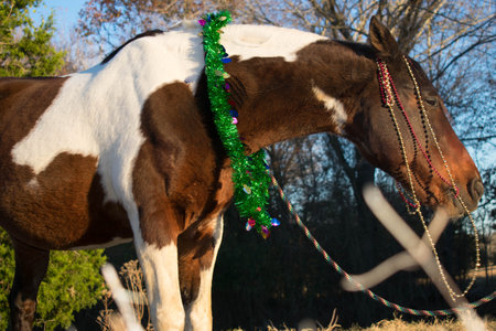 portrait of a horse at Christmasの写真素材