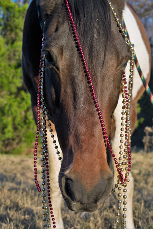 portrait of a horse at Christmasの写真素材