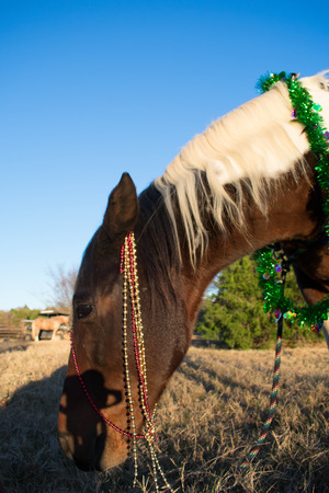 Horse Christmas Portraitの写真素材