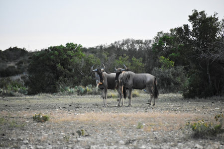 Wildebeest Herd at Sunset