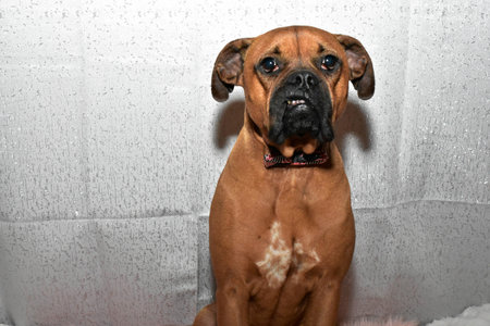 boxer breed dog wearing a pink bow-tie for Valentine's Day portraits