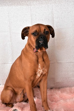 boxer breed dog wearing a pink bow-tie for Valentine's Day portraitsの写真素材