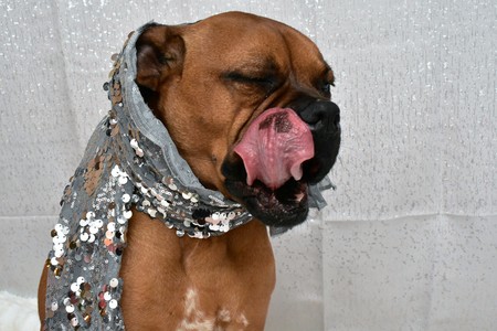 boxer breed dog wearing a silver scarfの写真素材