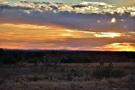 Zebra and Wildebeest at sunset in the wildの写真素材