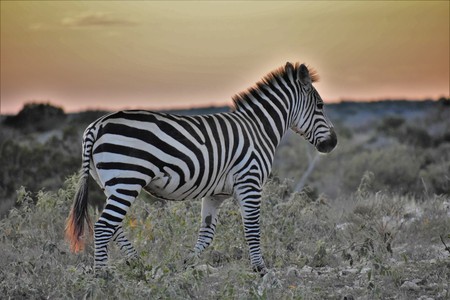 Zebra at sunset in the wildの写真素材