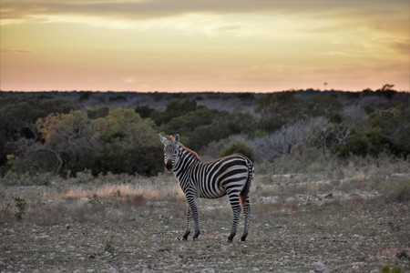 Zebra in the wild at sunsetの写真素材