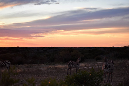 zebra in the wild at sunsetの写真素材