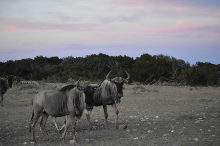 Wildebeest in the wild at sunsetの写真素材