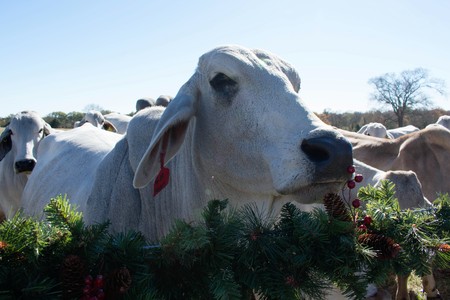 Close up of a Brahma Cowの写真素材