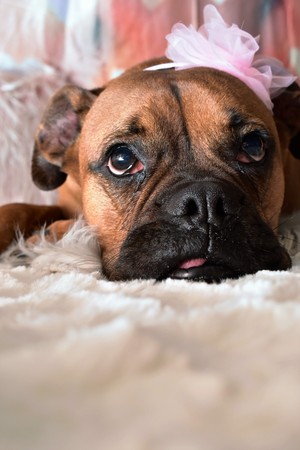 Valentine's day portrait of a boxer breed dogの写真素材