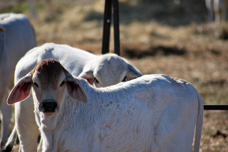 Close up of a Brahma calfの写真素材