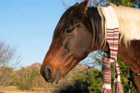 a scarf on a horse in the winterの写真素材