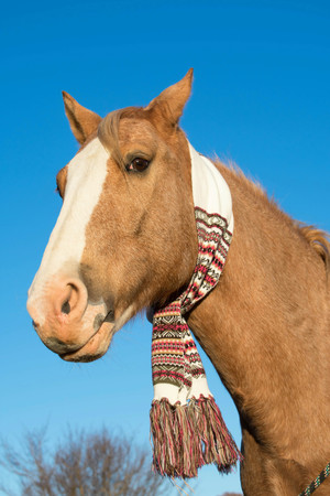 a scarf on a horse in the winterの写真素材