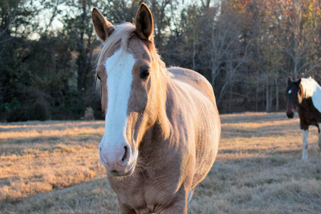 close up of a horse at sunsetの写真素材