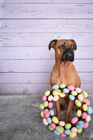 Boxer breed dog Easter portraitの写真素材