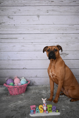 Boxer breed dog Easter portraitの写真素材