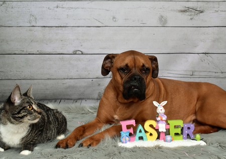 Easter portrait of a Tabby cat and a Boxer breed dogの写真素材