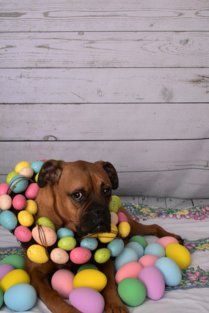 Easter portrait of a boxer breed dog wearing an Easter wreathの写真素材