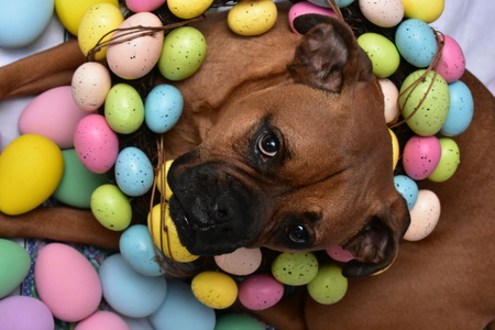 Easter portrait of a boxer breed dog wearing an Easter wreathの写真素材