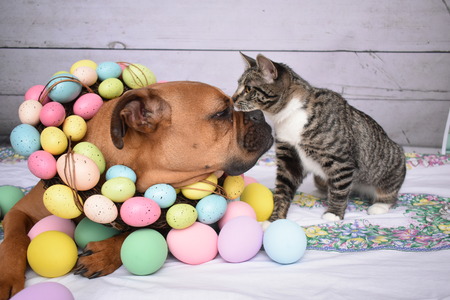 Easter portrait of a boxer breed dog and a tabby manx catの写真素材