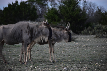 Side View of two wildebeestの写真素材