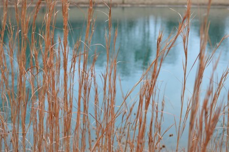 Tall dead grass surrounding a blue water pondの写真素材