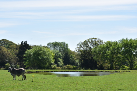 large grey Brahma cow standing by a pondの写真素材
