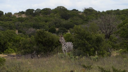 zebra portrait backdropの写真素材