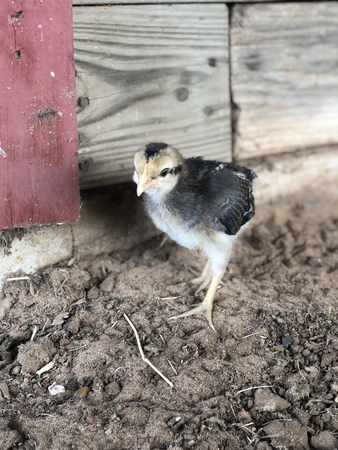 close up of a baby chickの写真素材